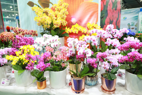 2024花城“新秀花事”亮點搶先看！和廣州國際花藝節一起解鎖“花經濟”財富密碼(圖3)